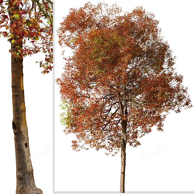 American Sweet Gum Tree Set (2 Trees) 3D model image 5