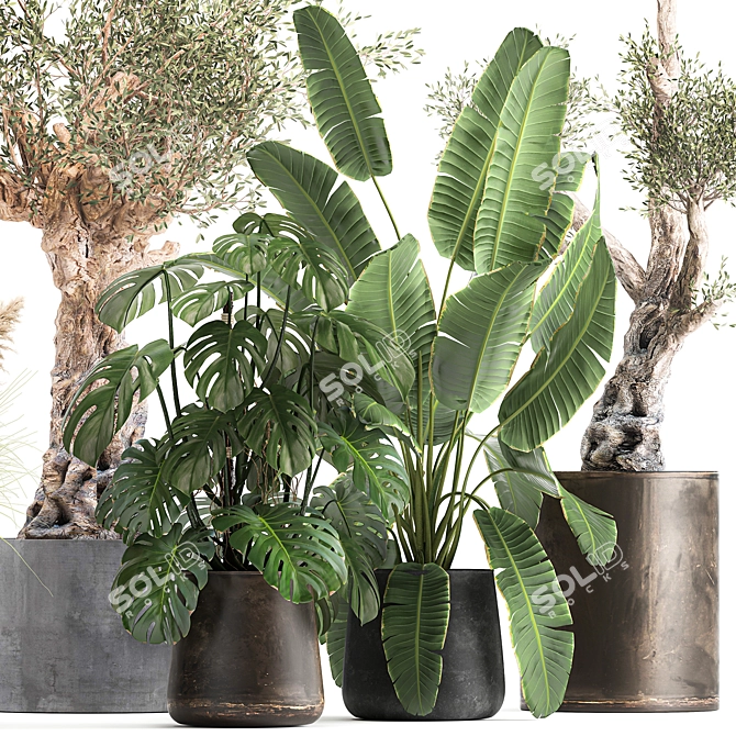 Tropical Plant Collection: Monstera, Olive, Strelitzia 3D model image 2