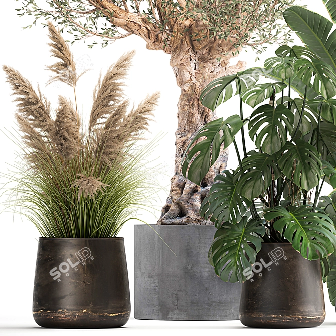 Tropical Plant Collection: Monstera, Olive, Strelitzia 3D model image 3