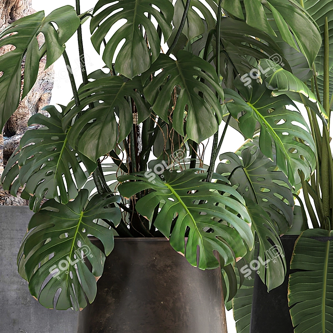Tropical Plant Collection: Monstera, Olive, Strelitzia 3D model image 4