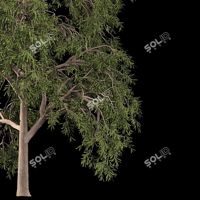 Graceful Willow Acacia (2 Trees) 3D model image 2