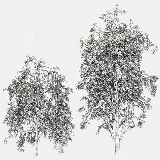 Graceful Willow Acacia (2 Trees) 3D model image 4