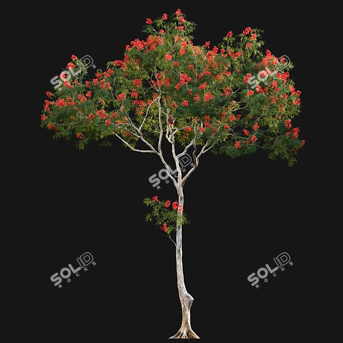 Regal Flamboyant Blossoms 3D model image 7