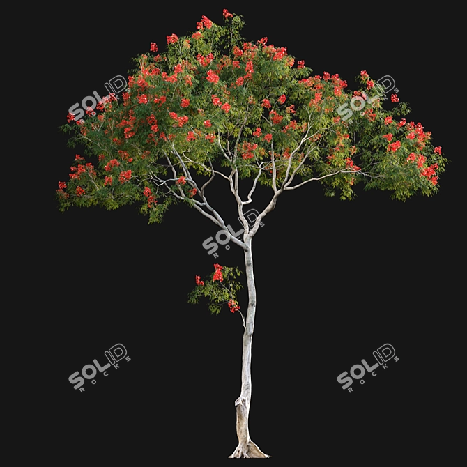 Regal Flamboyant Blossoms 3D model image 8