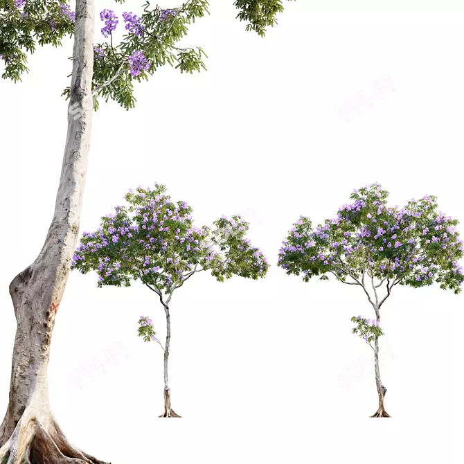 Archived Jacaranda 3D Model 3D model image 1