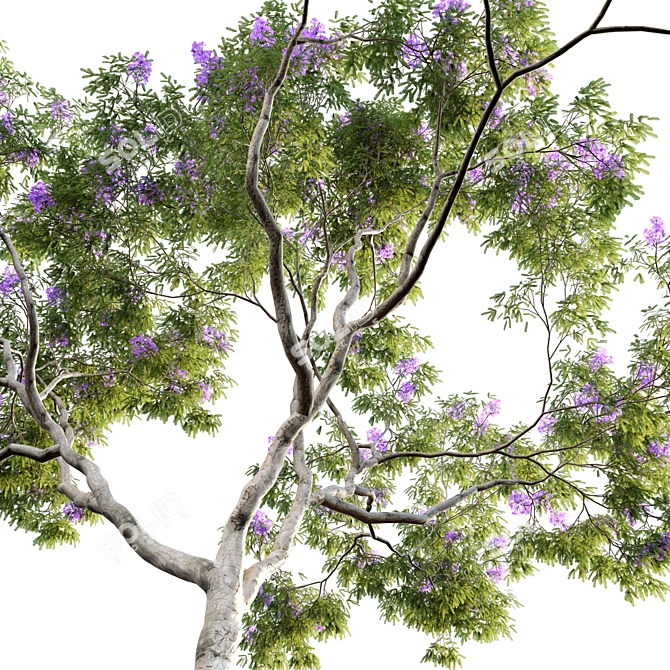 Archived Jacaranda 3D Model 3D model image 3