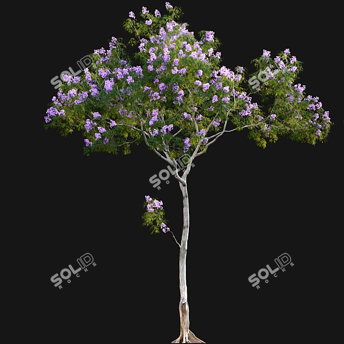 Archived Jacaranda 3D Model 3D model image 5