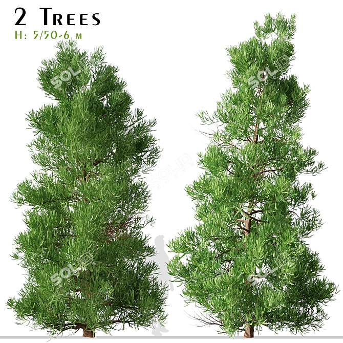 Japanese Cedar Duo: Cryptomeria japonica (Sugi) - 2 Trees 3D model image 1