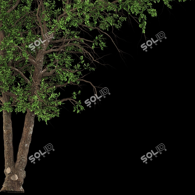 Italian Maple: Elegant European Beauty 3D model image 2