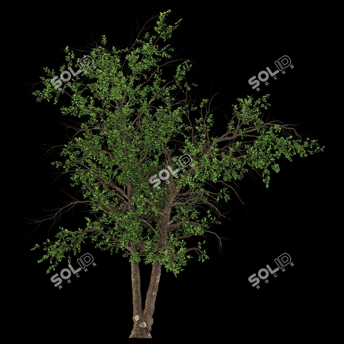 Italian Maple: Elegant European Beauty 3D model image 3