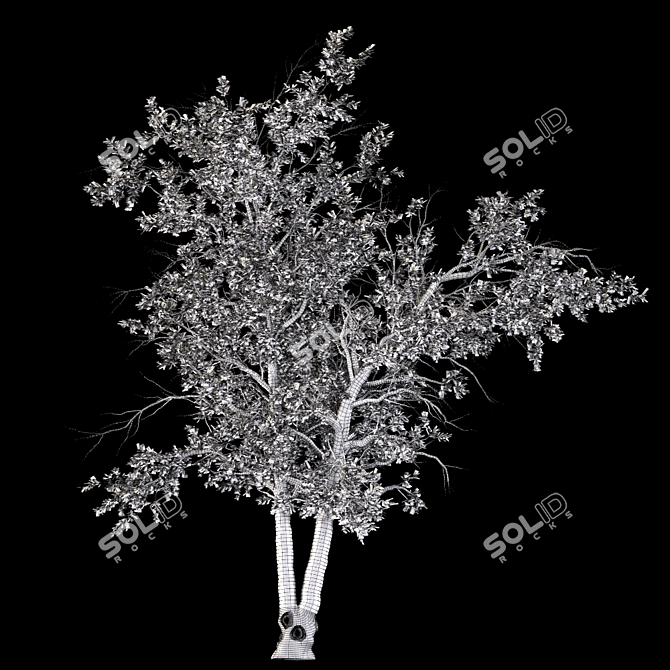 Italian Maple: Elegant European Beauty 3D model image 4