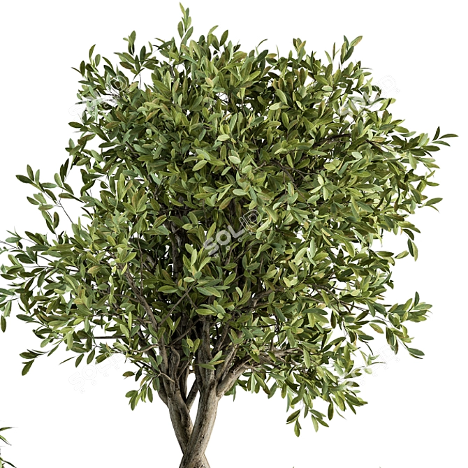 Botanical Bliss: Indoor Tree & Plant Set 3D model image 4