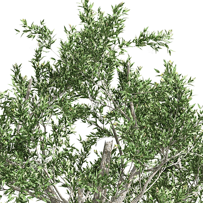 9m African Olive Tree - 3D Model 3D model image 2