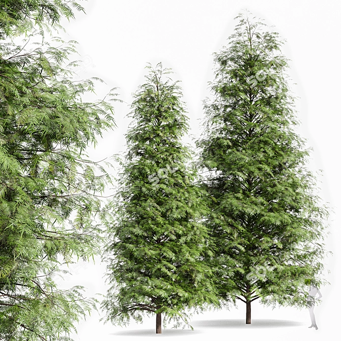 Real Tree: Metasequoia Glyptostroboides 3D model image 1