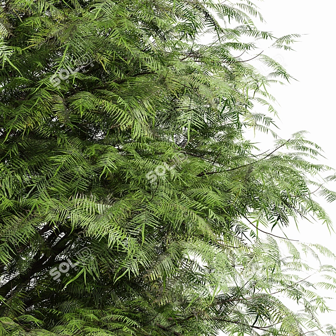 Real Tree: Metasequoia Glyptostroboides 3D model image 2