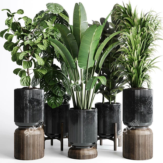 Indoor Plant Collection: Ravenala Ficus, Rubbery Monstera, Concrete Vase 3D model image 1