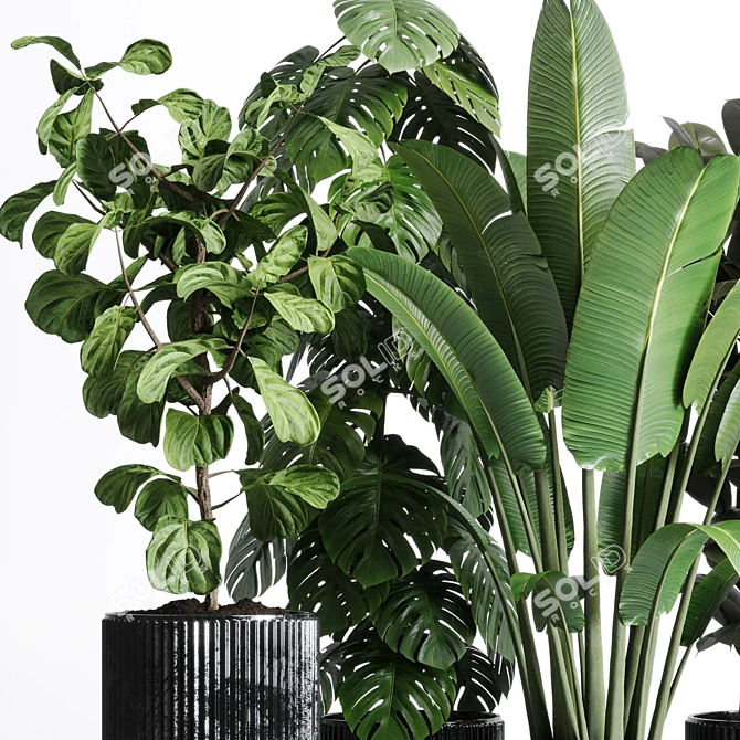 Indoor Plant Collection: Ravenala Ficus, Rubbery Monstera, Concrete Vase 3D model image 3