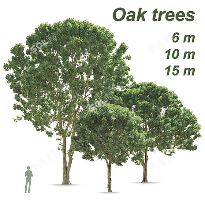 Opulent Oak Trees: 6-10-15m 3D model image 1