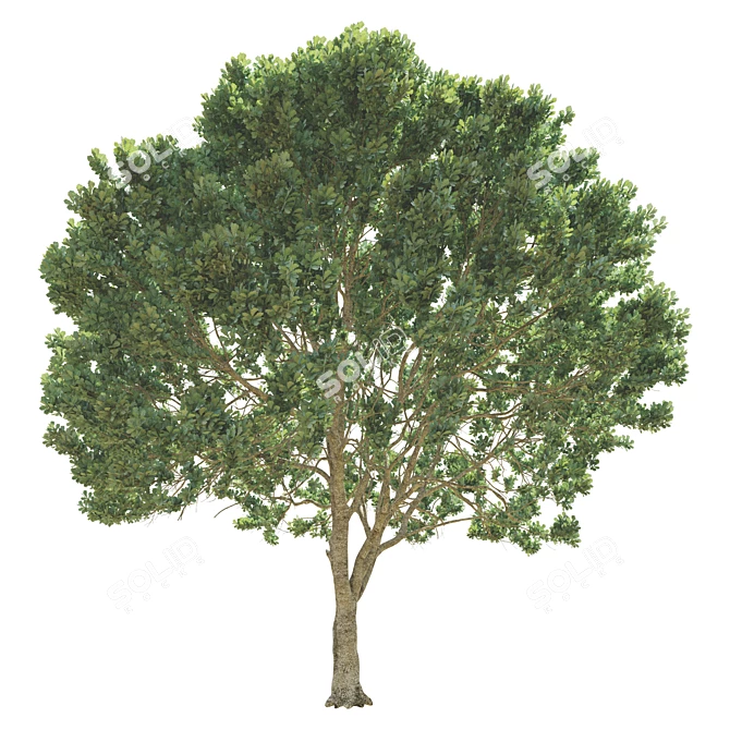 Opulent Oak Trees: 6-10-15m 3D model image 3