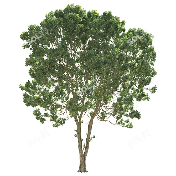 Opulent Oak Trees: 6-10-15m 3D model image 4