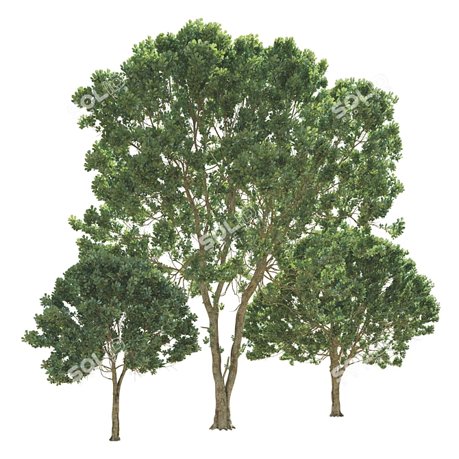 Opulent Oak Trees: 6-10-15m 3D model image 5