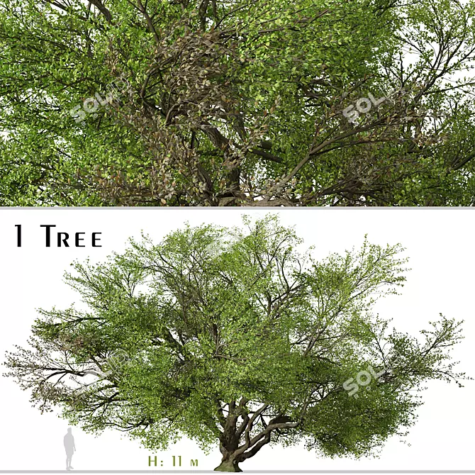 Southern Live Oak Tree | Quercus Virginiana Forest Decor 3D model image 1