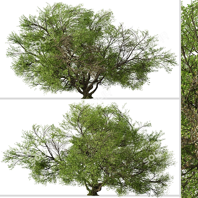 Southern Live Oak Tree | Quercus Virginiana Forest Decor 3D model image 2