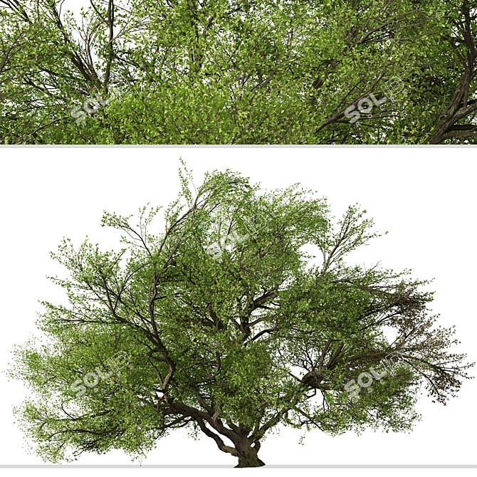 Southern Live Oak Tree | Quercus Virginiana Forest Decor 3D model image 3