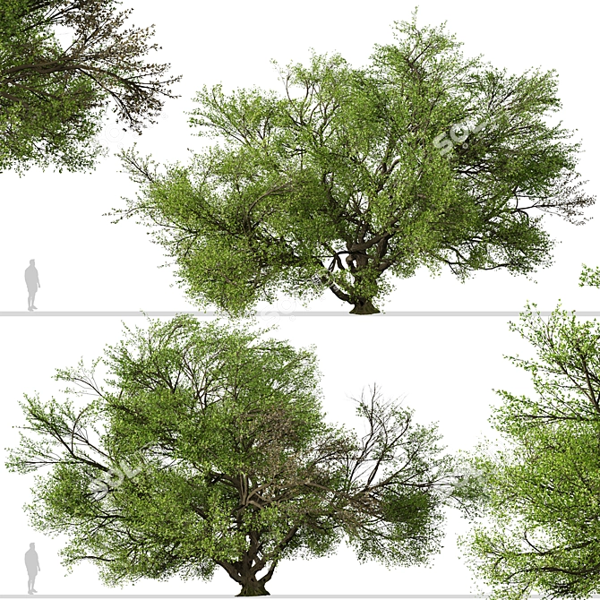 Southern Live Oak Tree | Quercus Virginiana Forest Decor 3D model image 4