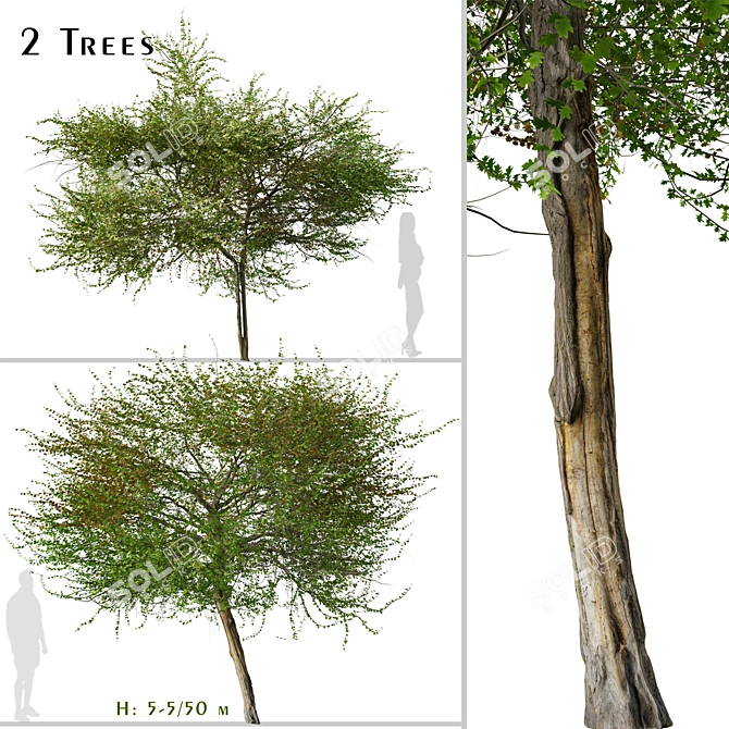 English Hawthorn Tree Set (2 Trees) - Beautiful, Hardy, Deciduous 3D model image 1