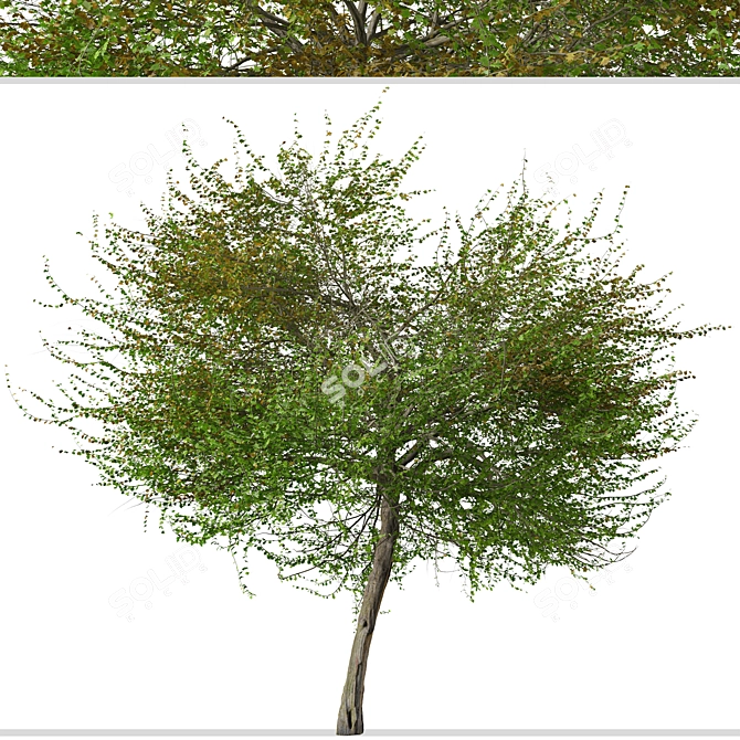 English Hawthorn Tree Set (2 Trees) - Beautiful, Hardy, Deciduous 3D model image 5