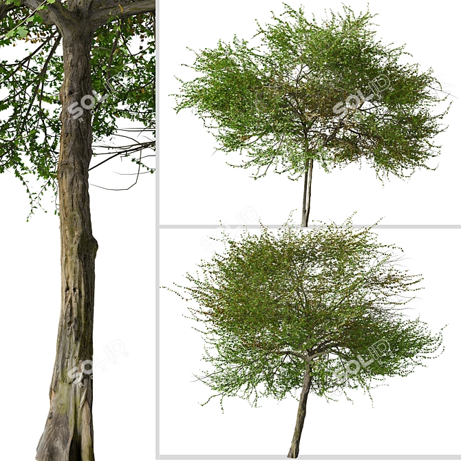 English Hawthorn Tree Set (2 Trees) - Beautiful, Hardy, Deciduous 3D model image 6