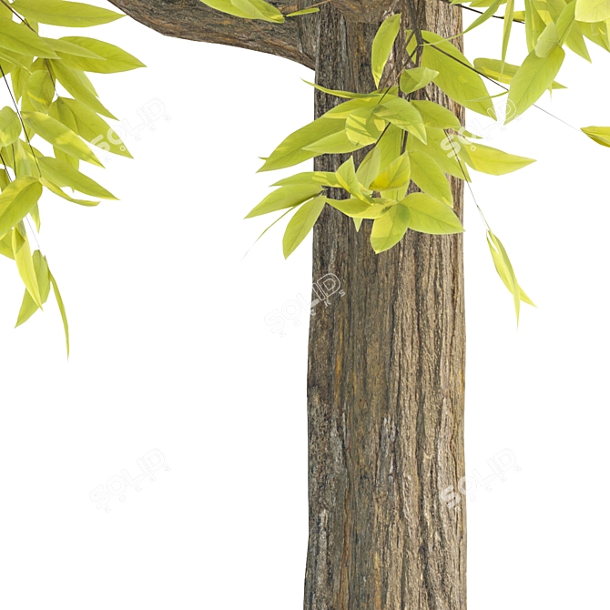 Lush Tree Collection Vol 48 3D model image 2