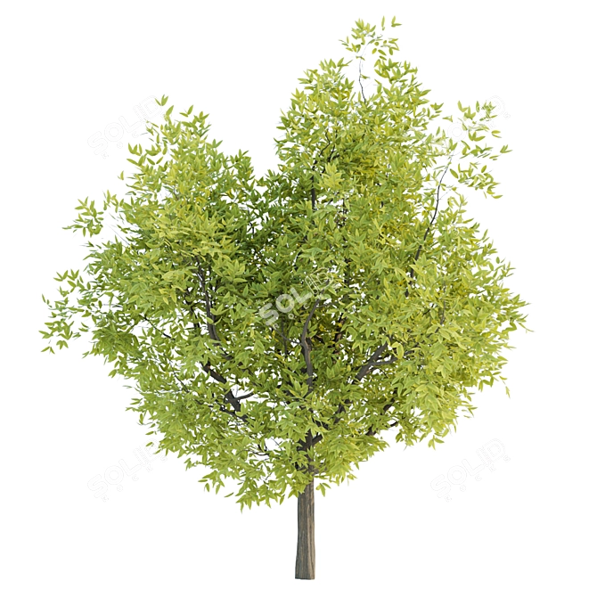 Lush Tree Collection Vol 48 3D model image 4