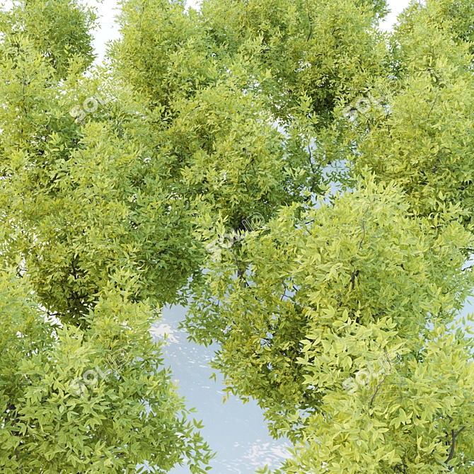 Lush Tree Collection Vol 48 3D model image 5