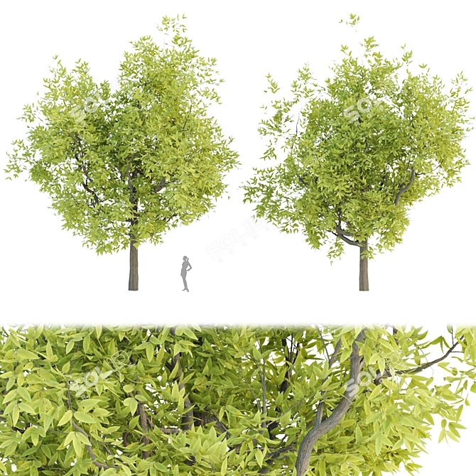 Lush Tree Collection Vol 48 3D model image 7