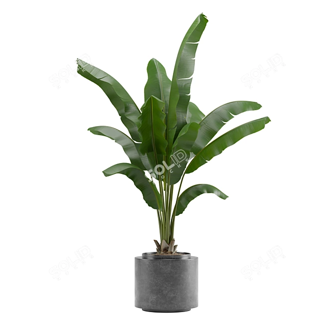 Tropical Oasis Indoor Plant Pack 3D model image 3