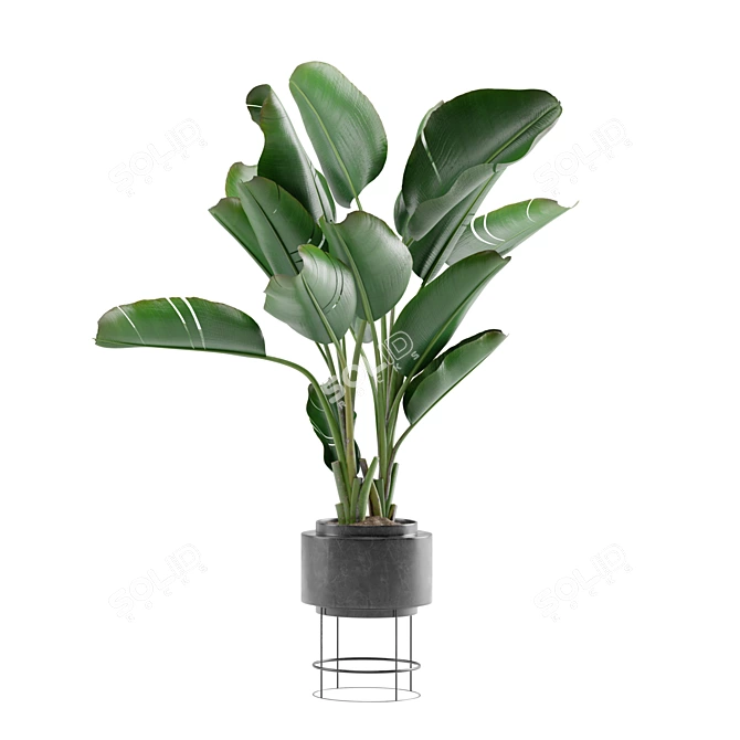 Tropical Oasis Indoor Plant Pack 3D model image 5