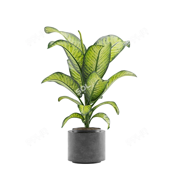 Tropical Oasis Indoor Plant Pack 3D model image 7