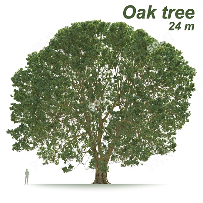 Ancient Oak Tree - 24m Tall 3D model image 1