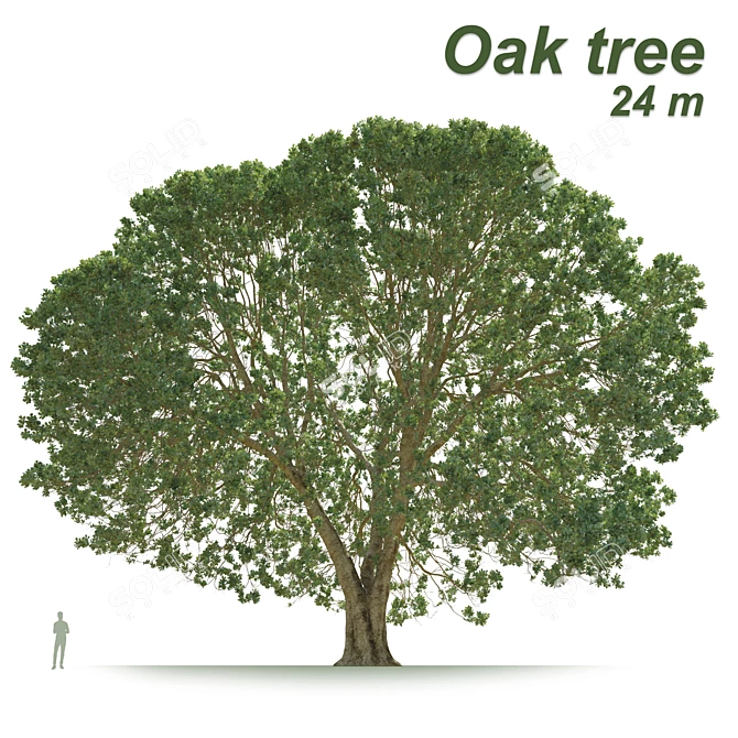 Ancient Oak Tree - 24m Tall 3D model image 2