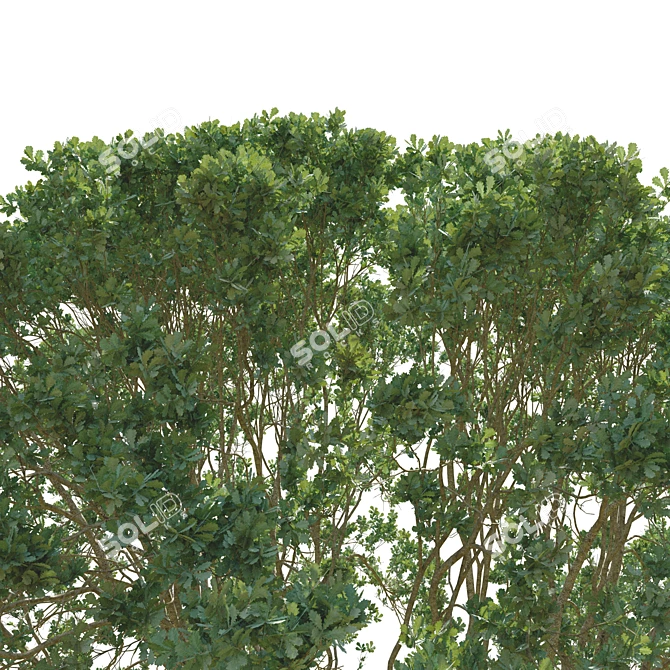 Ancient Oak Tree - 24m Tall 3D model image 3