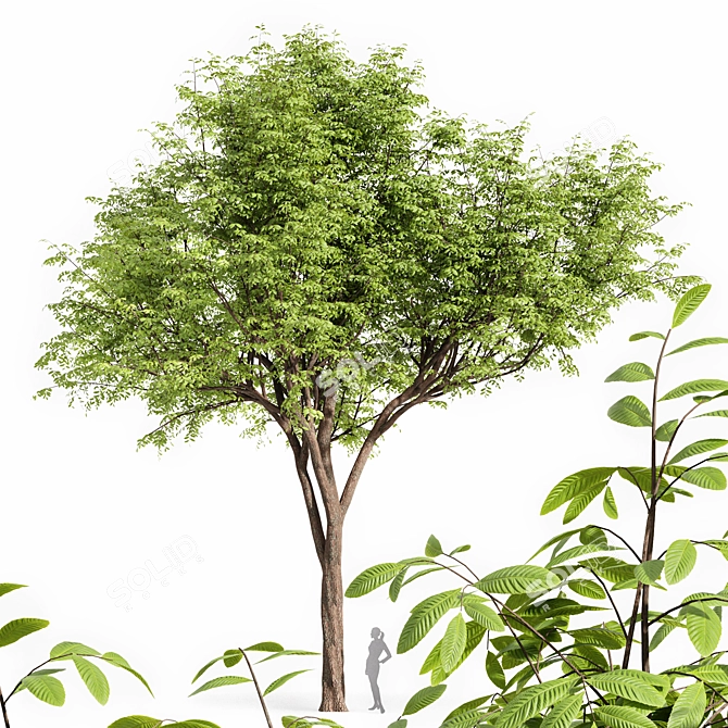 Real Tree Quercus Serrata: 3D Model 3D model image 1