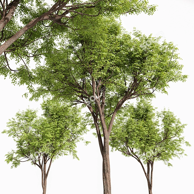 Real Tree Quercus Serrata: 3D Model 3D model image 3