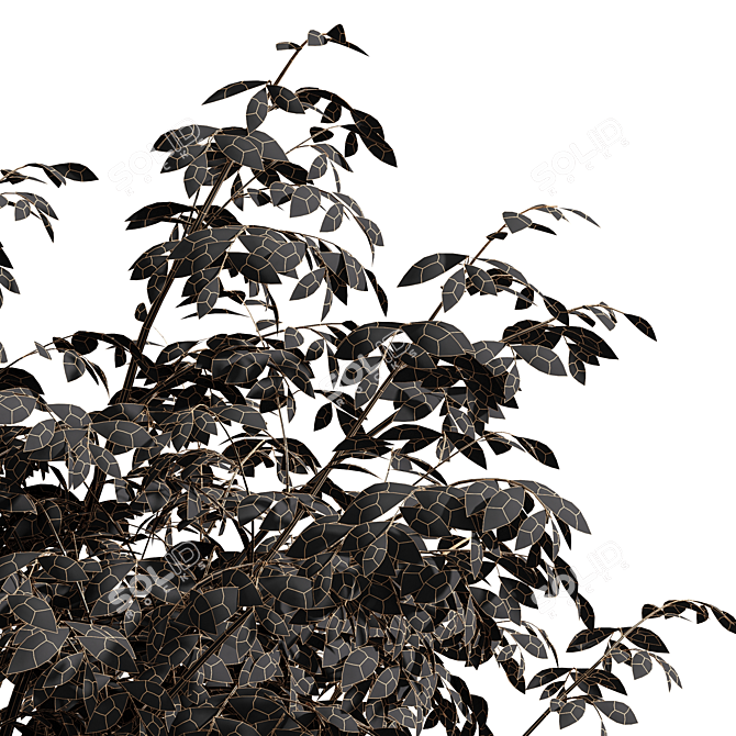 Real Tree Quercus Serrata: 3D Model 3D model image 4
