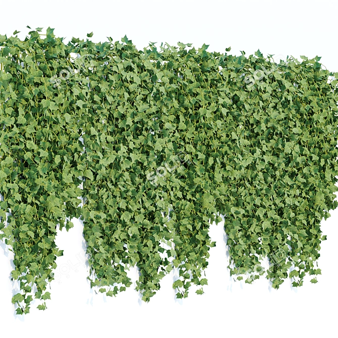 Natural Green Hanging Ivy Collection 3D model image 2