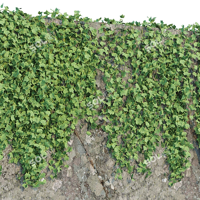 Natural Green Hanging Ivy Collection 3D model image 5