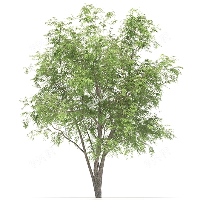 Rustic Mesquite Tree Decor 3D model image 3