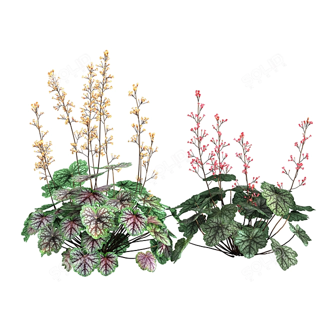 Coral Bells  Heuchera Plant 3D model image 2