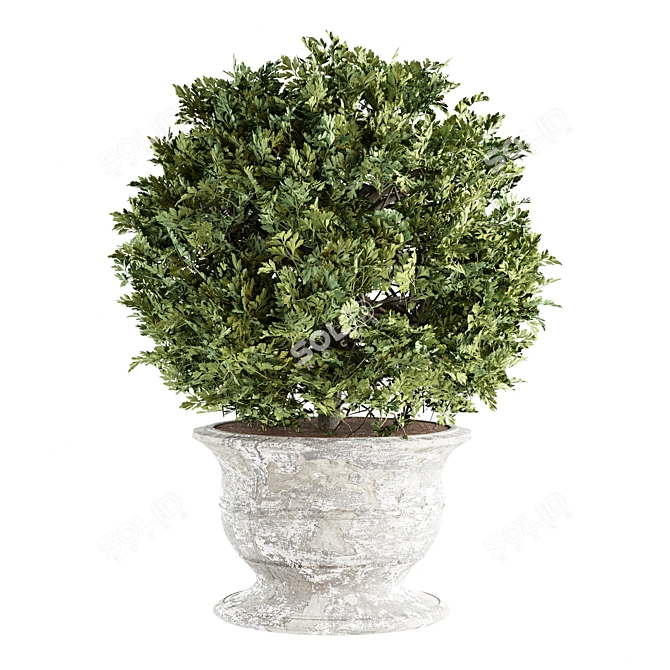 Concrete Pot Outdoor Plants 3D model image 4